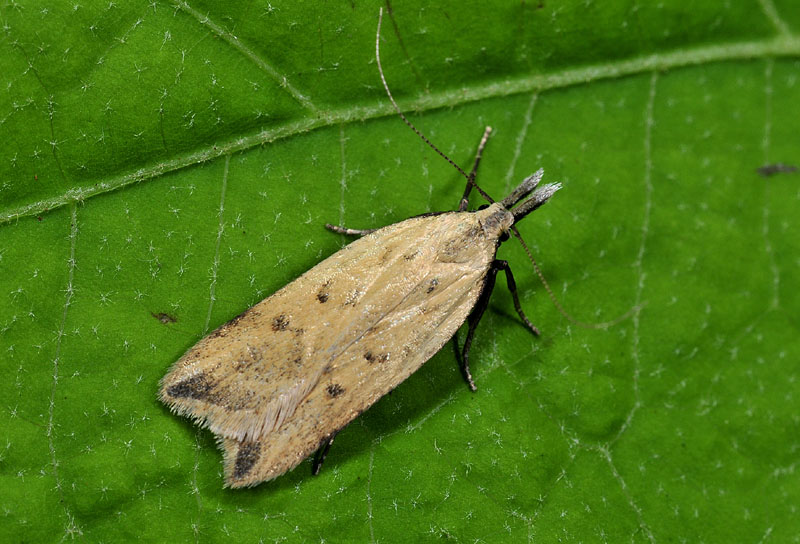1° Gelechiidae - Dichomeris limosellus